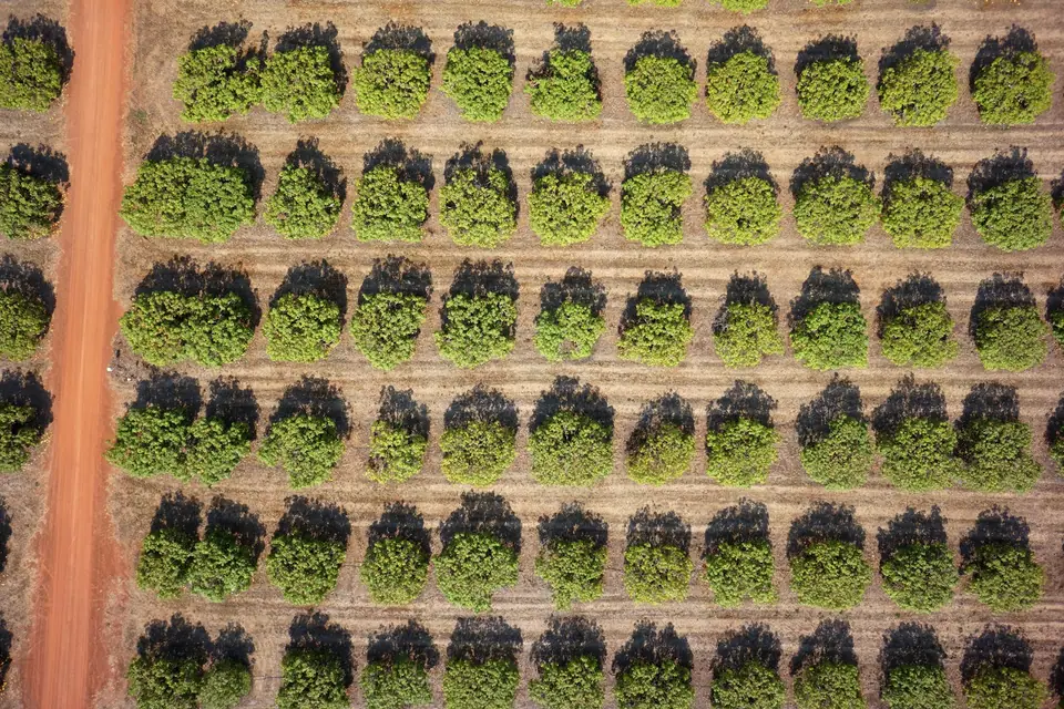 An aerial view of orchard rows